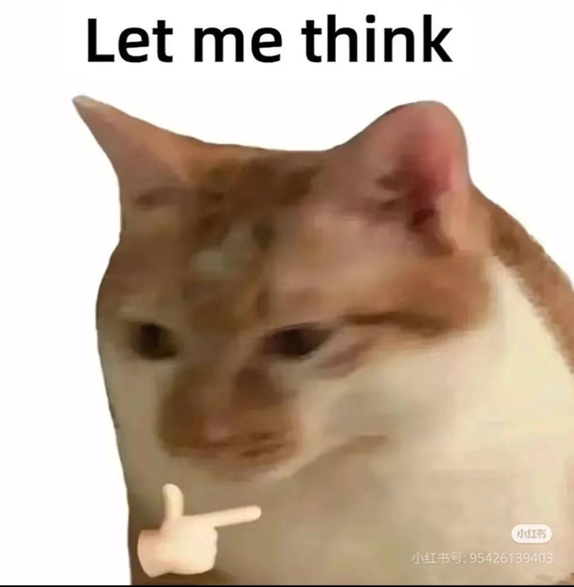 handcatmeme's tweet photo. how are we gonna flip droolcat https://t.co/UthimZgIdI