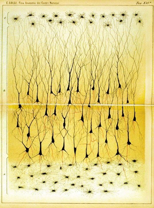 NobelPrize's tweet photo. Camillo Golgi received the 1906 medicine prize for discovering nerve cells could be stained with silver nitrate. This enabled Golgi and other researchers to make detailed studies of our nervous system, such as the ones pictured. 

Learn more: https://t.co/eXwwoypgow https://t.co/UQo13Mt84l