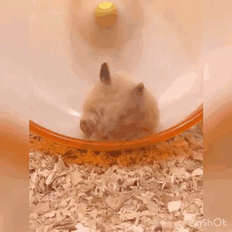 toni886's tweet photo. [During a group project, my teammate accidentally pasted their pet hamster’s Instagram story into our Google Slides. Halfway through presenting, the whole class watched a tiny critter run on a wheel for 10 full seconds. Teamwork at its finest ]， https://t.co/myo2zmp0Nr