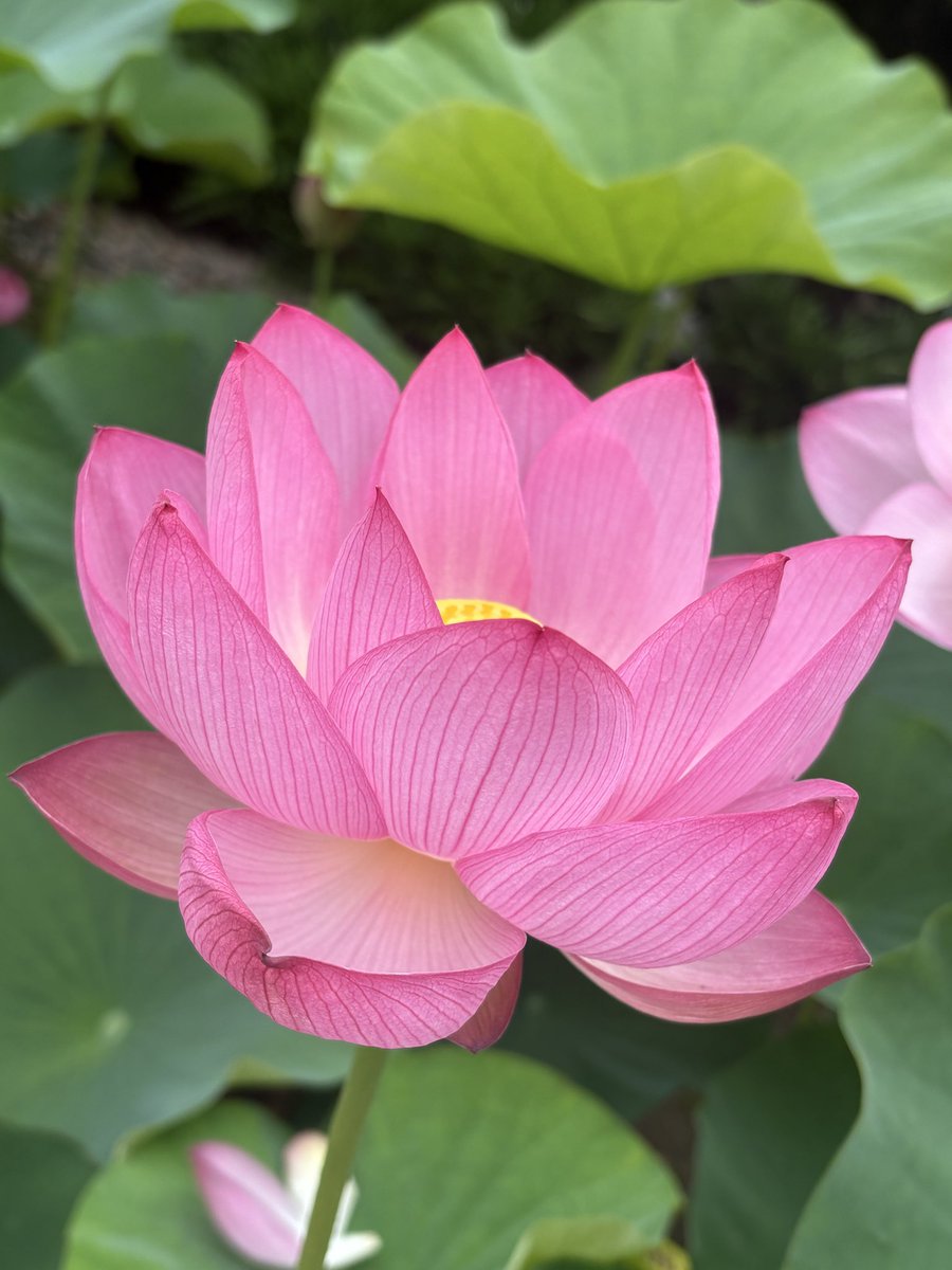 RoomMayu's tweet photo. 今朝の蓮の花は特別綺麗だったよ💕 https://t.co/2jr7wkDzZw
