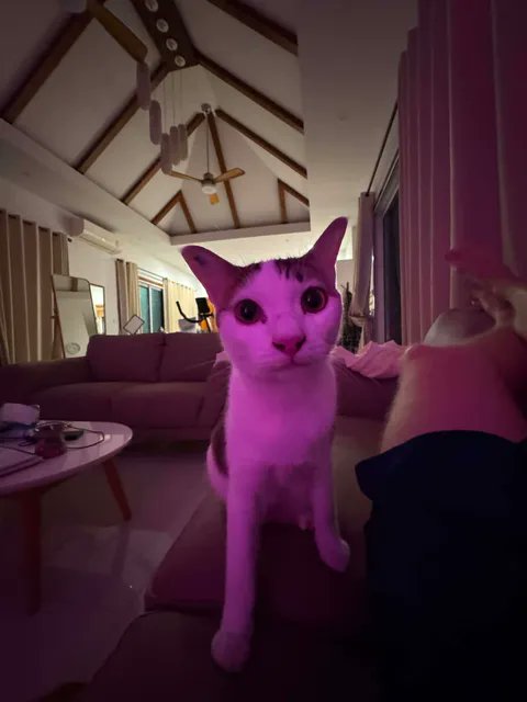 CatsterClub's tweet photo. หาบ้านให้น้องแมว (ฝากประกาศ)
🐱 หาบ้านให้น้องโอรีโอ อายุ 2 ปี 🤍
น้องสุขภาพแข็งแรง ทำหมันและวัคซีนครบ นิสัยติดคน ขี้เล่น เป็นมิตร เข้ากับคนและแมวตัวอื่นได้ดี
ด้วยเหตุจำเป็นทางชีวิต จึงต้องหาบ้านใหม่ให้น้อง ภายใน 3 วัน หากไม่ทัน อาจต้องส่งน้องเข้าสถานสงเคราะห์ ซึ่งเป็นสิ่งที่ไม่อยากให้เกิดขึ้นเลย
📍น้องอยู่กรุงเทพฯ แต่สามารถประสานงานขนส่งต่างจังหวัดได้
📩 สนใจรับเลี้ยง ติดต่อได้ที่ Facebook: Jokke Pedersen (เจ้าของเป็นชาวต่างชาติ สามารถติดต่อผ่าน Facebook ได้โดยตรงค่ะ)
ขอความเมตตาช่วยรีโพสต์ เพื่อให้น้องได้เจอบ้านที่อบอุ่นนะคะ 🙏🤍
ใครสนใจรับดูแลติดต่อหาเจ้าของได้เลยนะคะ หรือ ช่วยกันรีกระจายข่าวก็ได้ค่ะ มาช่วยกันหาบ้านอันอบอุ่นให้น้องกันนะคะ
