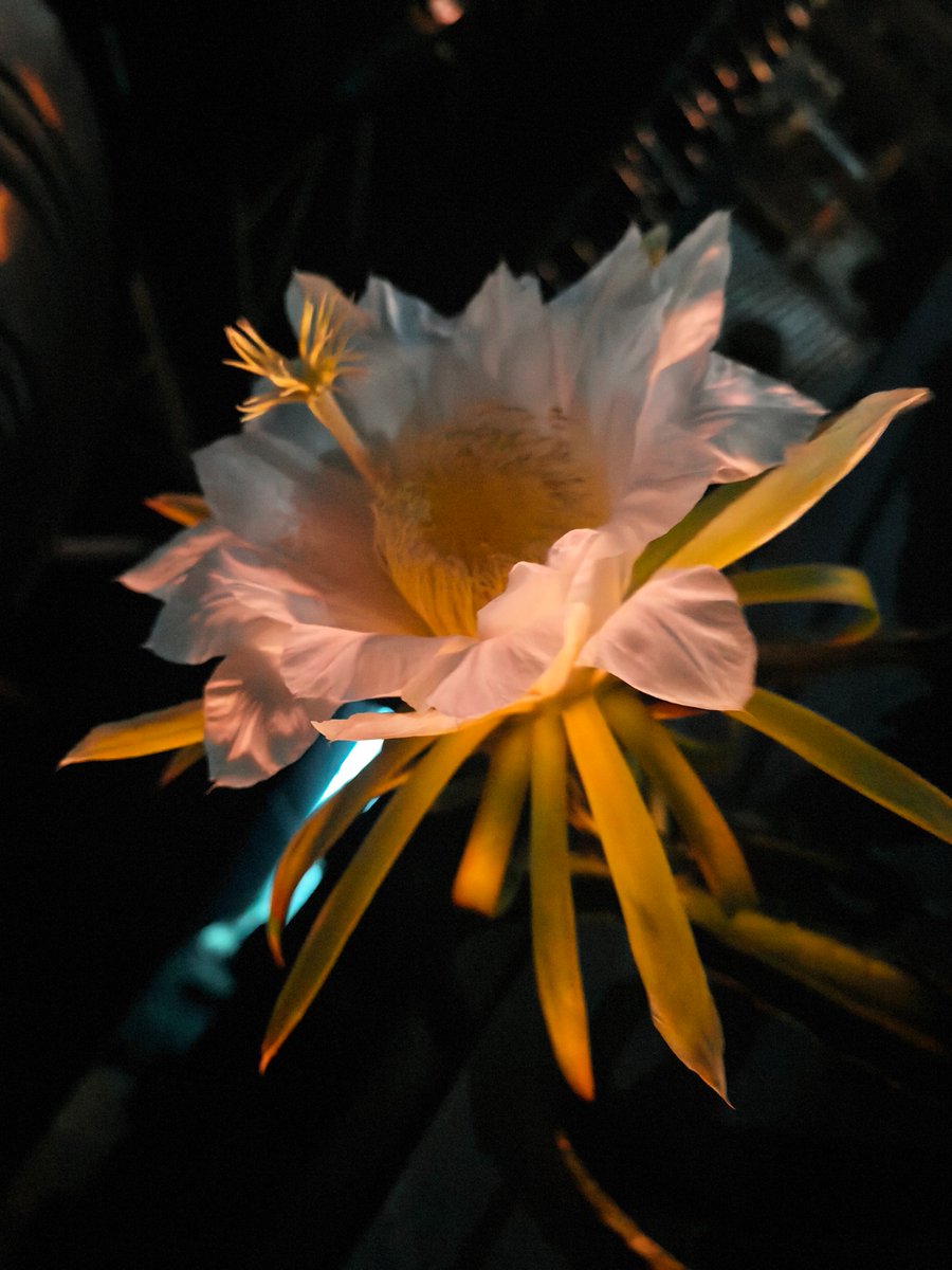 hognmin's tweet photo. 昙花一现，但是有很多，就可以欣赏很久 https://t.co/wyXIyYKpDl