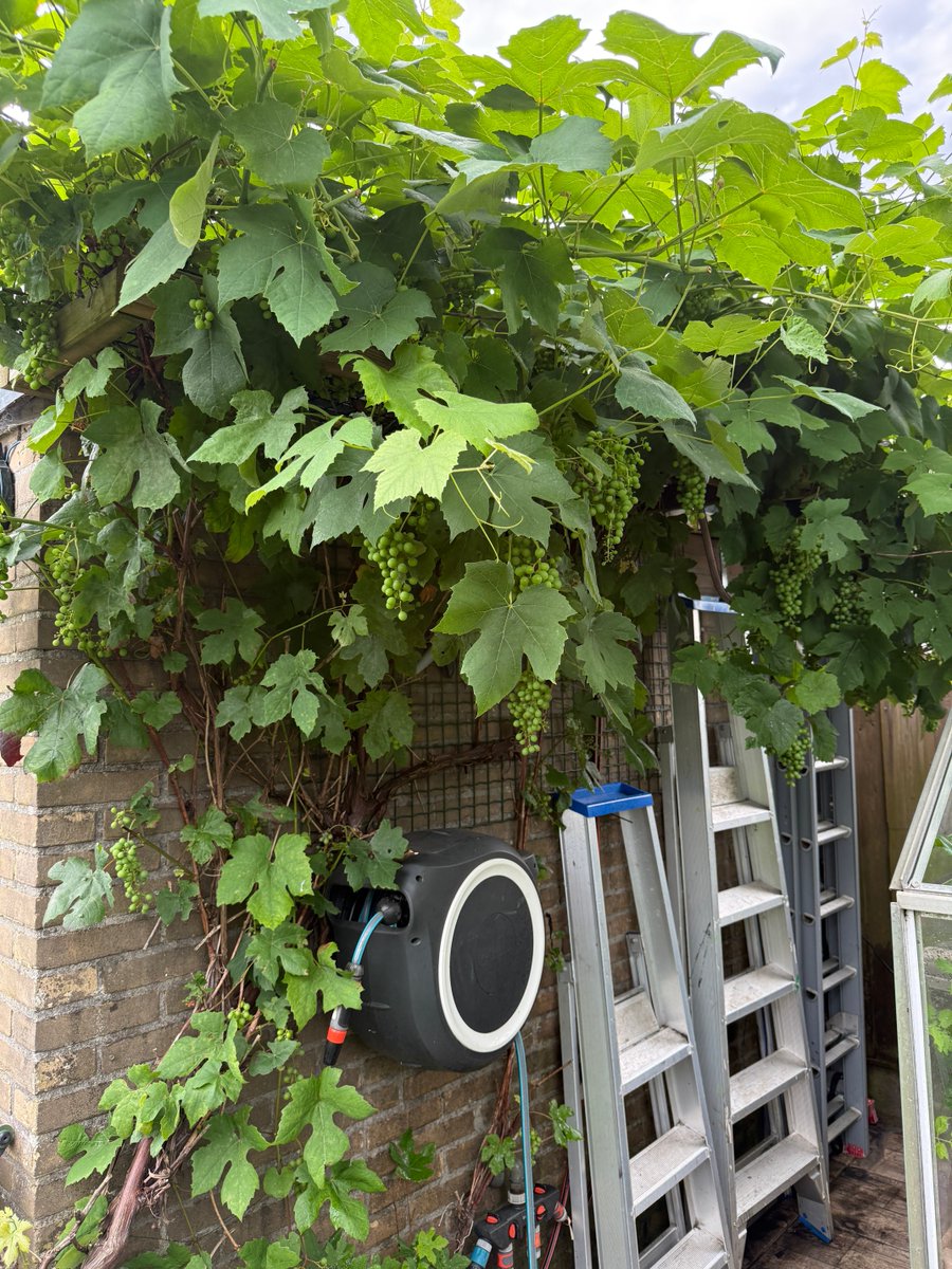 tijgerusa's tweet photo. wordt een goed druivenjaar https://t.co/9mpgmtkmYh
