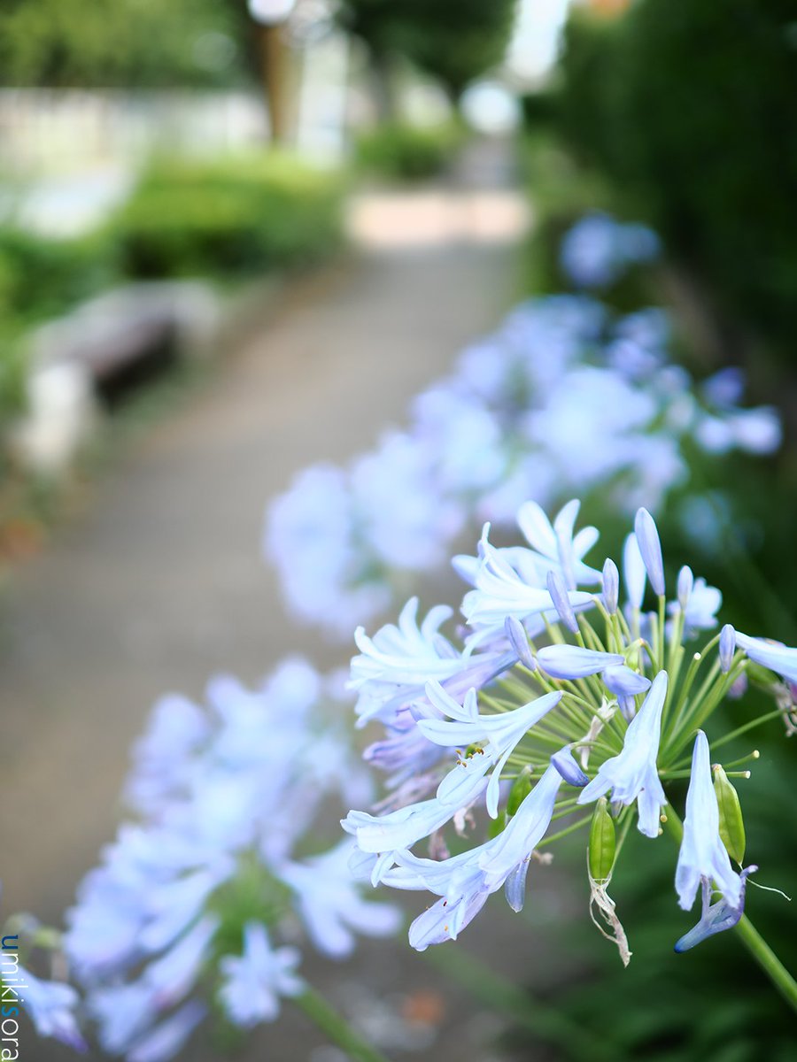 umikisora's tweet photo. 「Agapanthus」

今回はアガパンサスだけの写真。昔はそんなに見かけなかったけど、最近は植える人が増えましたね。ここは一応歩道（前の写真はこの近くの遊歩道）なんですけど、左前方にベンチがあります。E100VS風。

OM SYSTEM OM-3 ｜ OM SYSTEM M.ZUIKO DIGITAL ED 20mm F1.4 PRO ｜ C-PL FILTER https://t.co/t1cFKWdWib