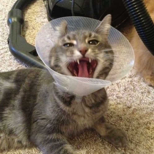 pusheensalad's tweet photo. cats when they get cones on their head https://t.co/eirZb8xGsH
