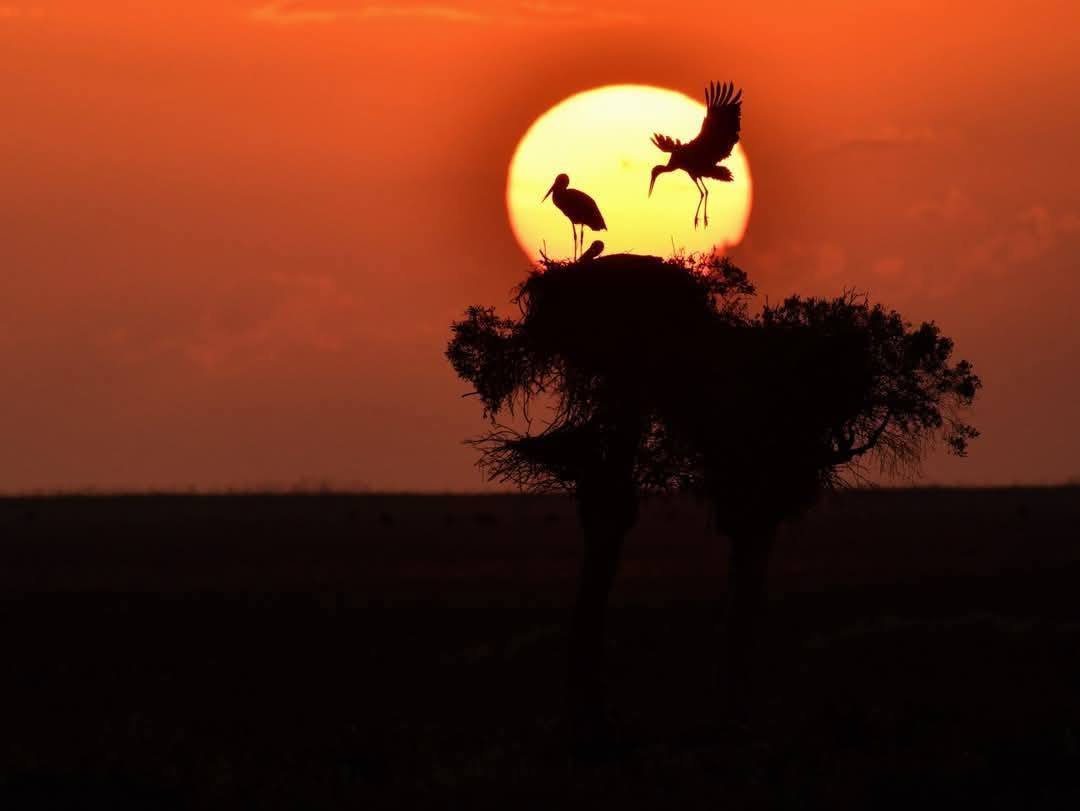 carlosromeroco's tweet photo. Primavera en #Doñana 
Nuevo artículo blog 
Más imágenes ℹ️👇👇
https://t.co/LDf7q0nzoR https://t.co/hl8MtigTr1