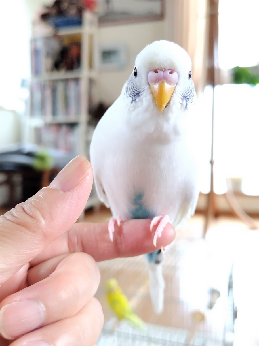 sushineta0428's tweet photo. 証明写真🐦 https://t.co/SN6TbL2Op4