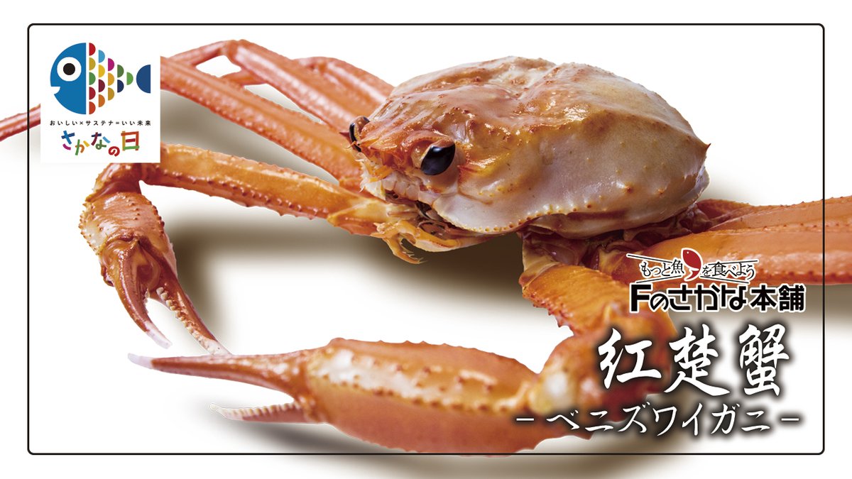 notocul's tweet photo. 真夏でも美味しいカニ、ご存知ですか？

＼毎月３日から７日は #さかなの日／
全身真っ赤な「#ベニズワイガニ」のご紹介です🐟

#Fのさかな
#Fのさかな本舗
#もっと魚を食べよう
#がんばろう能登
https://t.co/0A7CBKFqF6 https://t.co/KuXhcWXRrZ