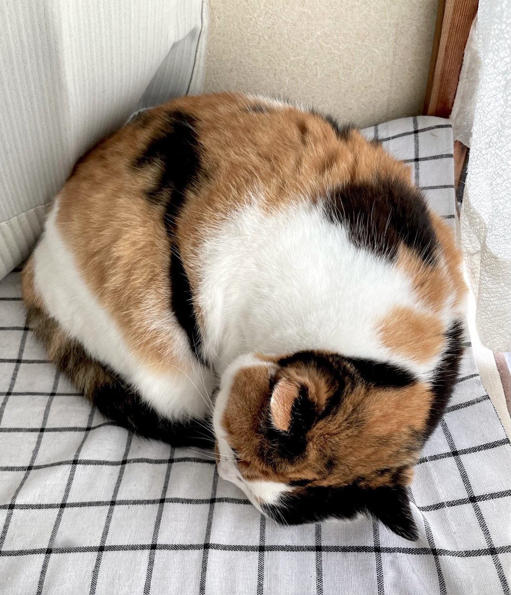 にゃんころもち (@sakura_nyancolo) / Posts / X