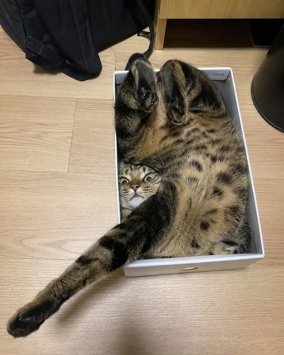 BetterWithCat's tweet photo. Box life https://t.co/548xSiIA4B