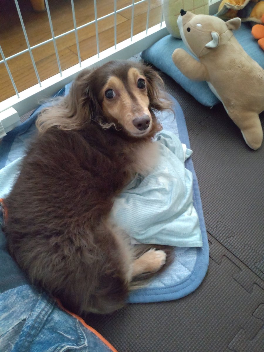 qoo2525foo's tweet photo. 7月7日七夕ですね🎋
ふぅの願い事は。。あら可愛い♡
叶うといいね😊
#犬のいる生活
#犬好きさんと繋がりたい
休みの今日は朝からワールドカップ⚽️観戦
ながら見しようと思ってたけどつい夢中に😅どの試合も面白過ぎて見入ってしまった
8強🇫🇷🇲🇦🇳🇴🏴󠁧󠁢󠁥󠁮󠁧󠁿🇧🇪🇪🇸あと2チームはどこになるのかな?! https://t.co/t8o82pzHui