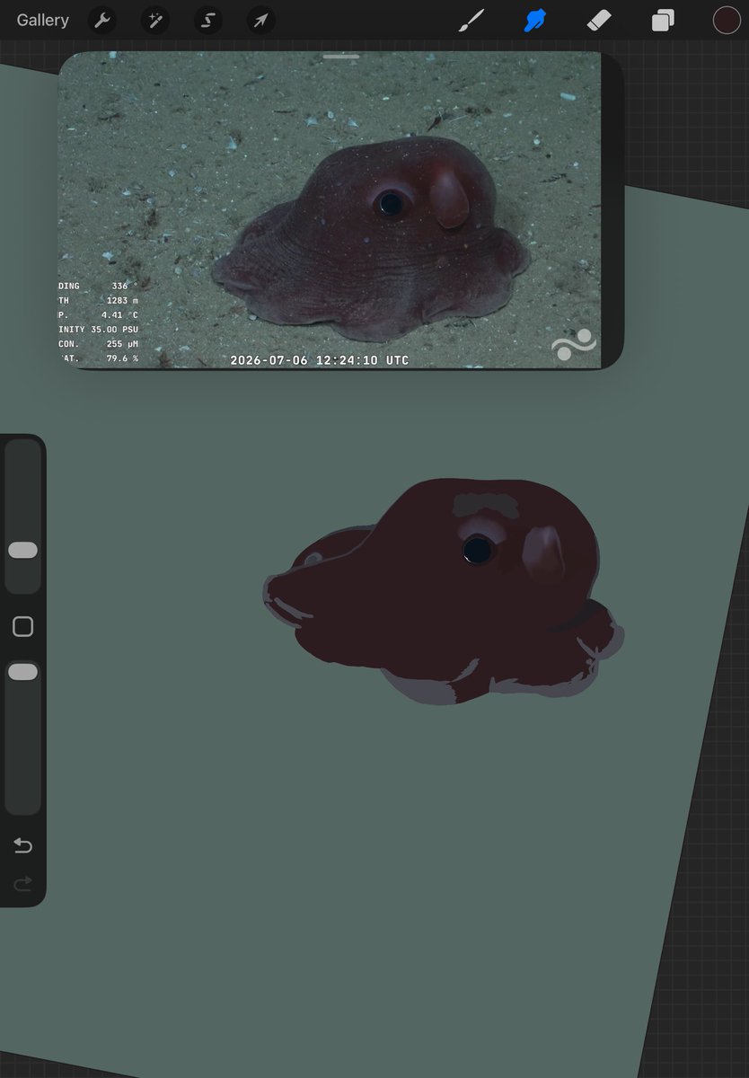 DeepStillInk's tweet photo. ✨ WIP 

Lil Dumbo Octopus seen on @SchmidtOcean 

#art https://t.co/4pcjurfTzy