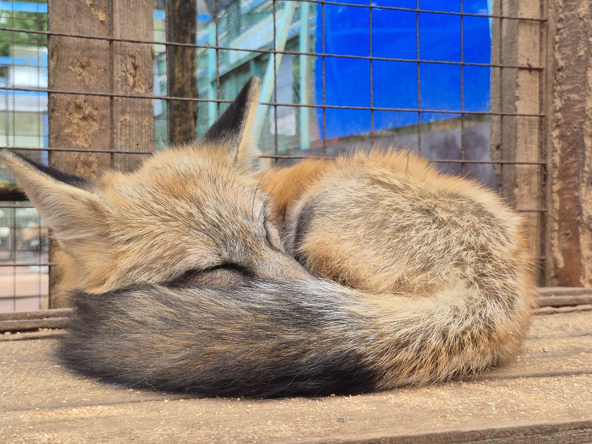 kon_fox_village's tweet photo. しっぽも耳も大人のキツネに近づいてきました https://t.co/ziit3VW4XV