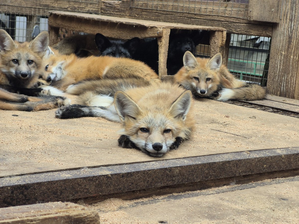 kon_fox_village's tweet photo. ・・・💤 https://t.co/Hqs3VrlyS2