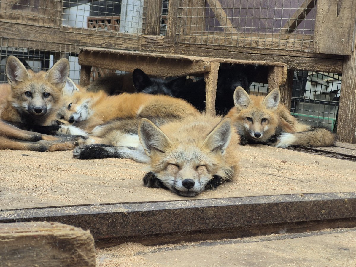 kon_fox_village's tweet photo. ・・・💤 https://t.co/Hqs3VrlyS2