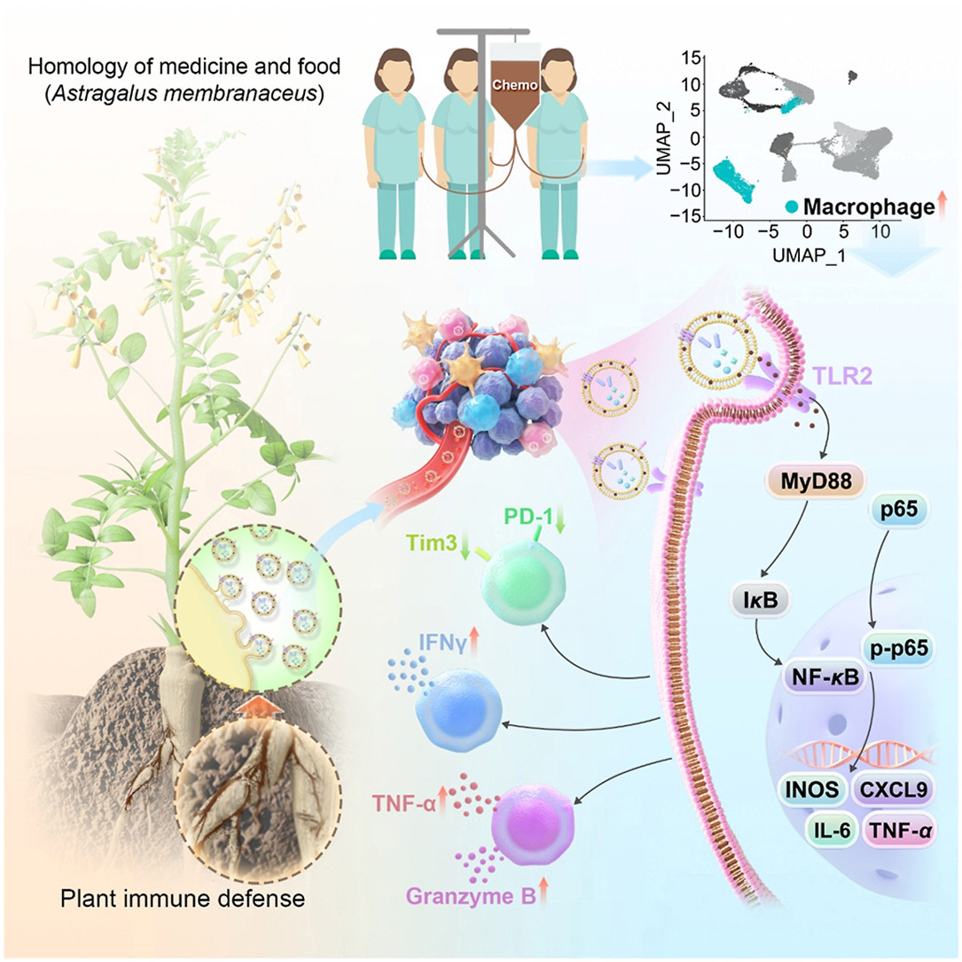 ActaPharmSinB's tweet photo. Article✍️#Astragalus-derived #nano-#agonist potentiates #chemotherapy by reducing #tumor-#suppressive #macrophages. From Dr. Cao @NanjingUniversityofChineseMedicine; @Sciencedirect; @ElsevierConnect. 
https://t.co/qJL65HWEZ5. https://t.co/hAVsvpBBoX