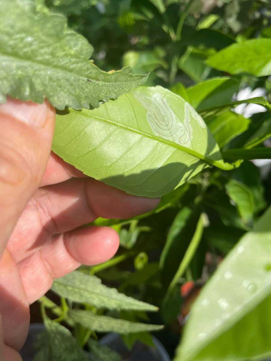 clear_wt's tweet photo. 今朝のベランダ園芸

ミカンの夏芽、葉が10枚を超えたものから芽止め

葉を見るとハモグリガか何かの痕が
他の虫の対策も兼ねて適��のある防除スプレーを散布 https://t.co/tdWDhUB6yB