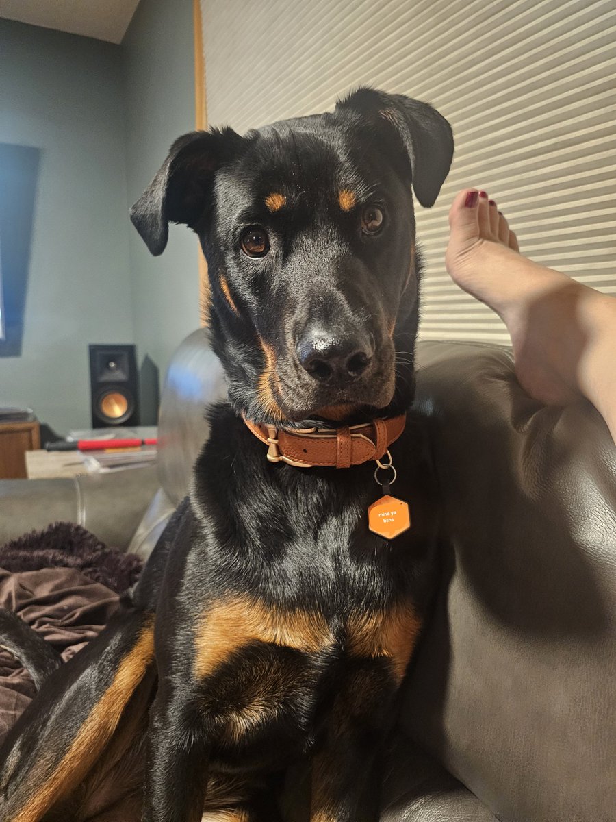 retresor's tweet photo. Getchoo a dog that matches your speakers. https://t.co/vpxOXZ5qJE