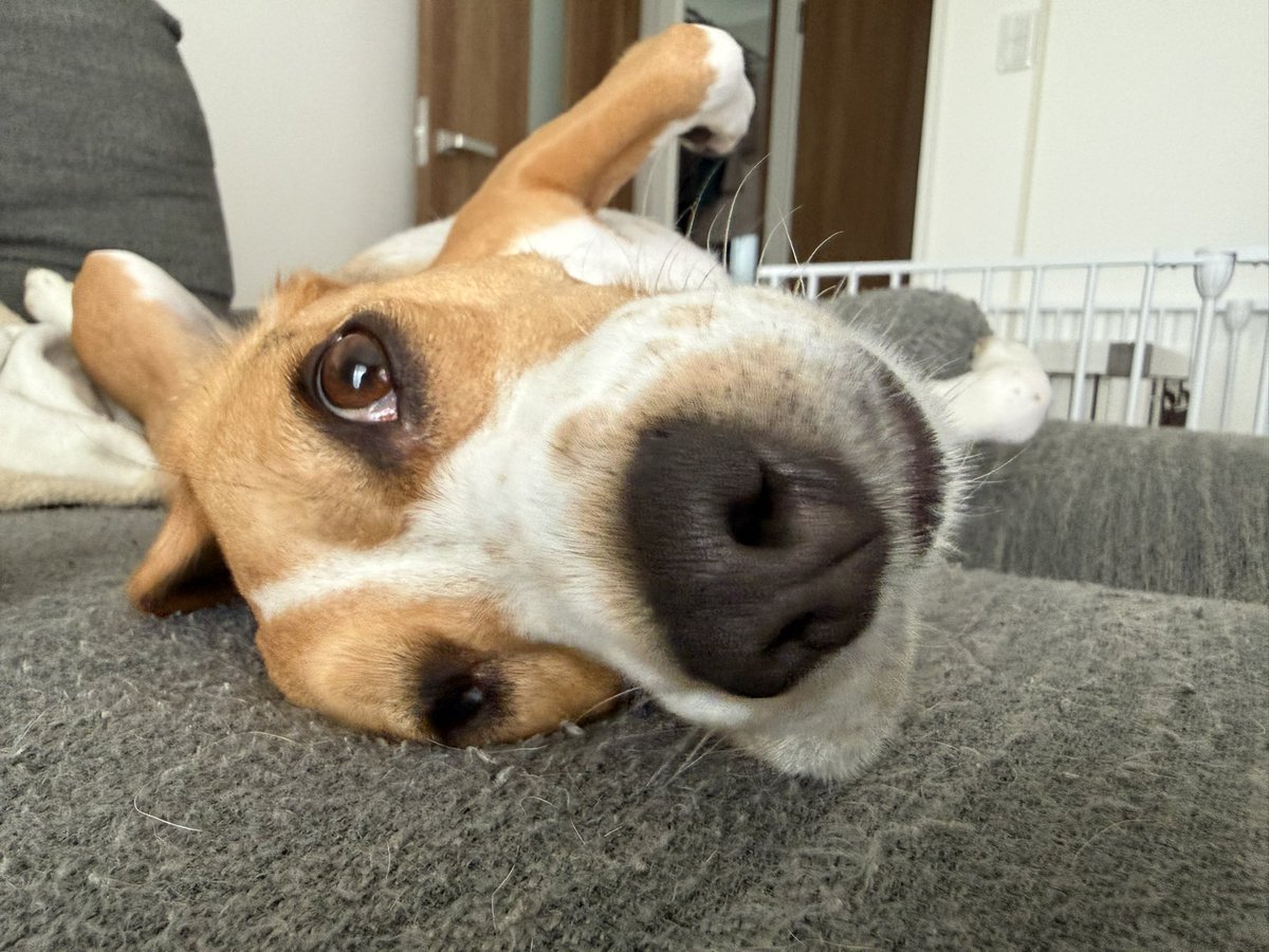 monaka_beagle's tweet photo. 見事な口たぷたぷ芸🐶✨ https://t.co/yvQ4miUuzk