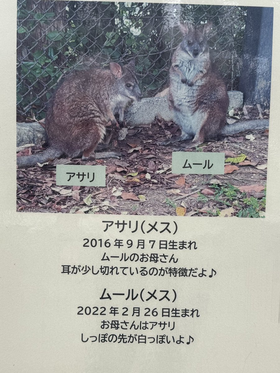 TouShibouCa's tweet photo. 7/4撮影。
最近個体紹介が新しくなった。すごくわかりやすい。ムーちゃんの尻尾が白いのは今まで気づかなかった。アサリは左耳の先っぽも小さく欠けている。最近は蚊が多くて、耳とかすごく狙われているので大変そう。
#のんほいパーク #パルマワラビー #アサリ #ムール https://t.co/KPr0cW1BBi