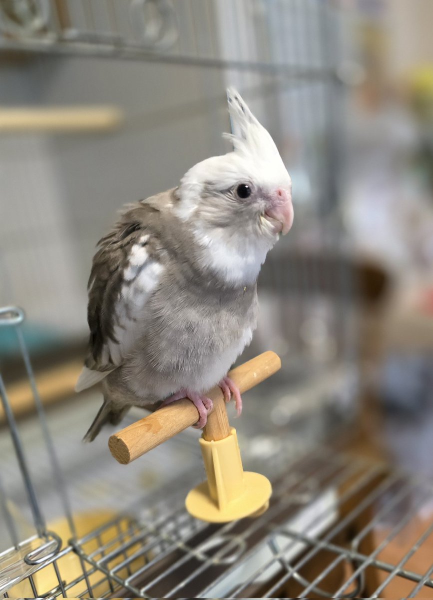 kaori_yama2's tweet photo. オカメインコが7月7日外に出てしまい探しております【拡散希望】

名前:クリちゃん
種類:ホワイトフェイスパイド
性別 :不明
年齢 :2ヶ月
場所 :浜松市中央区
特徴: 足輪つけてます

警察署には連絡済み
保護した、見かけた方おりましたらDMもしくは警察署にご連絡ください

#オカメインコ迷い鳥拡散 https://t.co/jEmGyWj9Gm