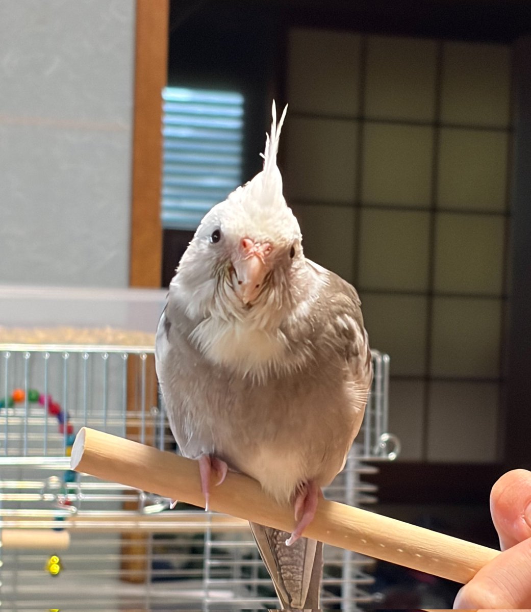 kaori_yama2's tweet photo. オカメインコが7月7日外に出てしまい探しております【拡散希望】

名前:クリちゃん
種類:ホワイトフェイスパイド
性別 :不明
年齢 :2ヶ月
場所 :浜松市中央区
特徴: 足輪つけてます

警察署には連絡済み
保護した、見かけた方おりましたらDMもしくは警察署にご連絡ください

#オカメインコ迷い鳥拡散 https://t.co/jEmGyWj9Gm