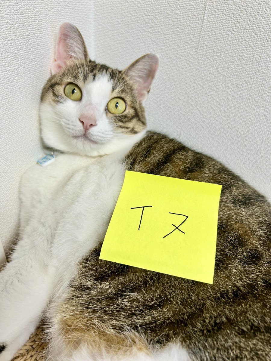 cat_1228's tweet photo. イヌ！？ https://t.co/aYfX9WjZ0r