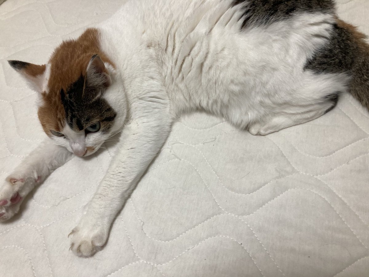 pied_crow's tweet photo. おひさまぜーんぜん顔を見せないね。 #保護猫 #三毛猫 https://t.co/XNGbpwKMX8