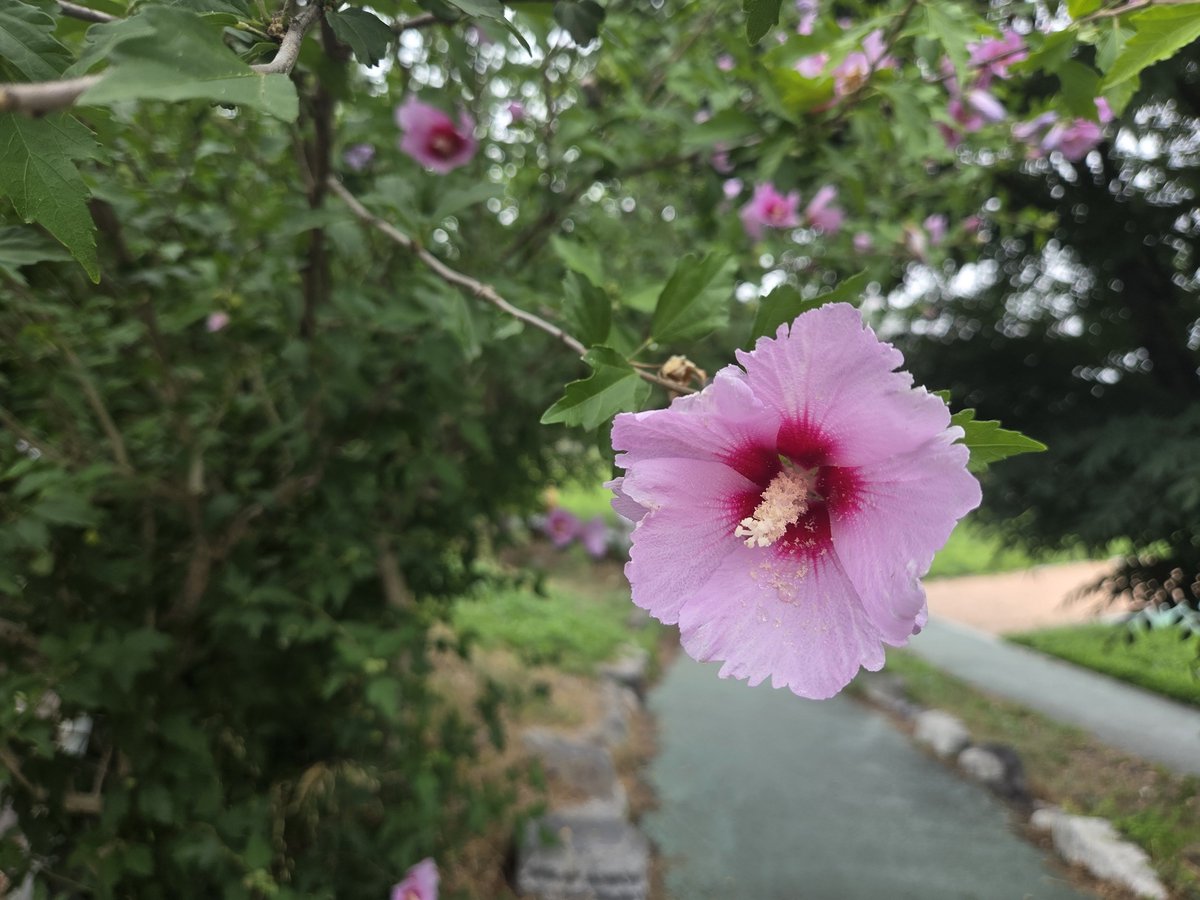 kangappleapple's tweet photo. 무궁화
🌺 

#하양_조산천 https://t.co/KDfK2fDuTv