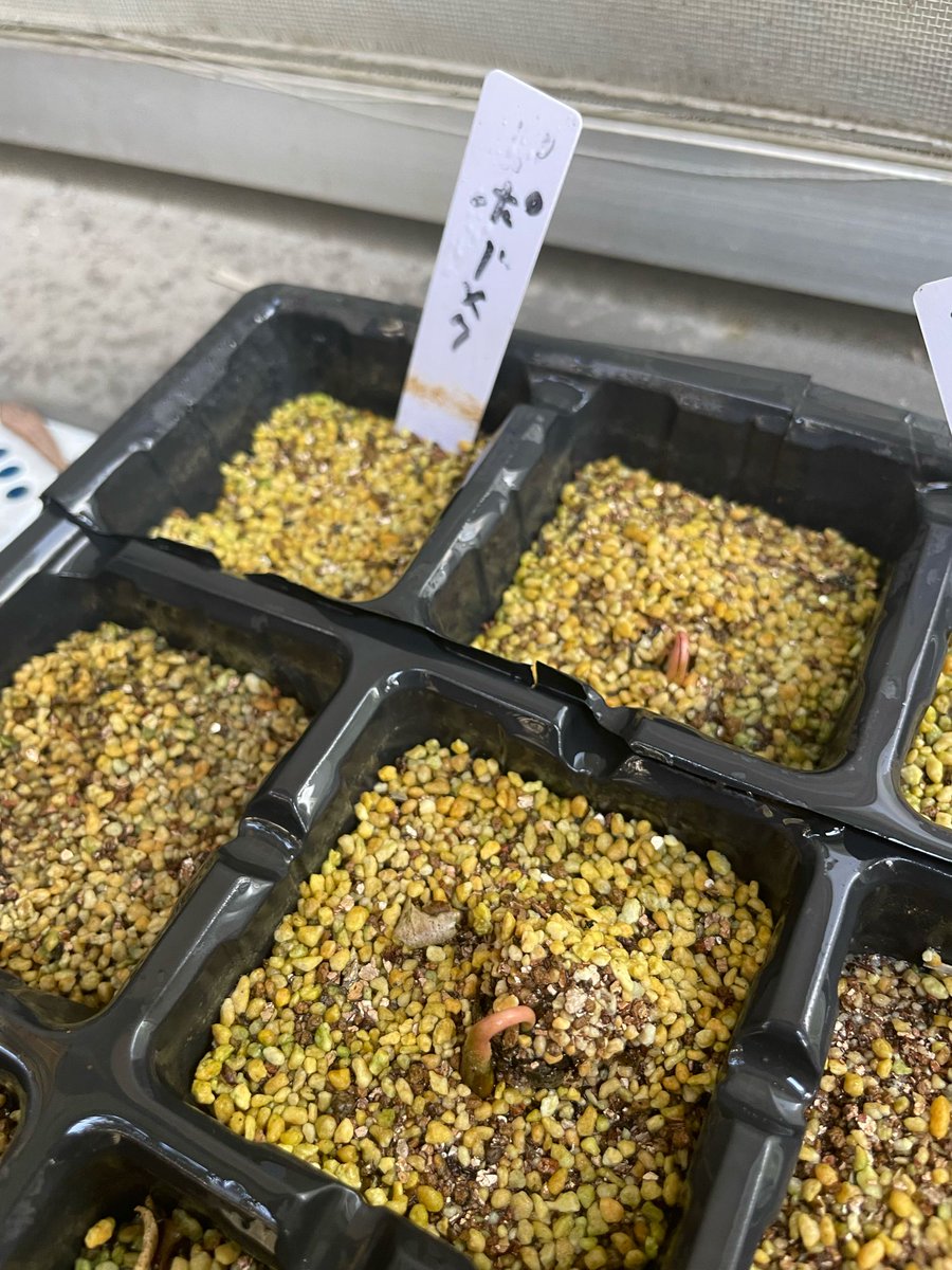clear_wt's tweet photo. 本日のお庭2

去年の秋に食べて冷蔵庫保管を経て春先に蒔いたポポーが発芽
全く動きがなく諦めてほぼ放置状態だったのでびっくり

ブラックベリーも色付いてきた
今年は株が育ったのか実も大きい https://t.co/NucpUmXmYI