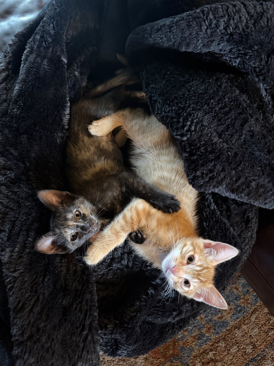 ShotziTCB's tweet photo. I adopted 2 literal dumpster kittens. Meet Creepy and Crawly aka Llyod https://t.co/Mknr5ScGNp