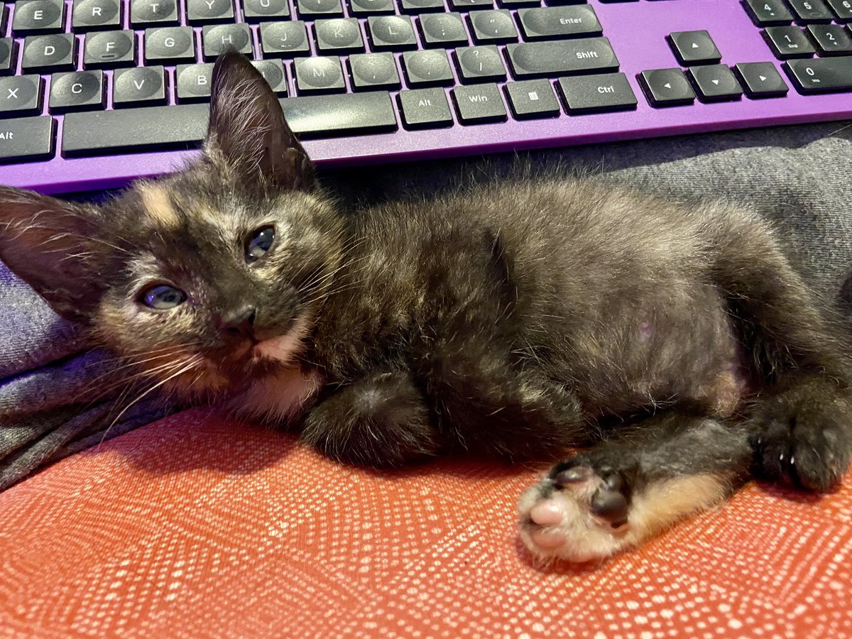gothmarrow's tweet photo. deeply obsessed with kiwi’s polite little paws https://t.co/giBTIoaQf5
