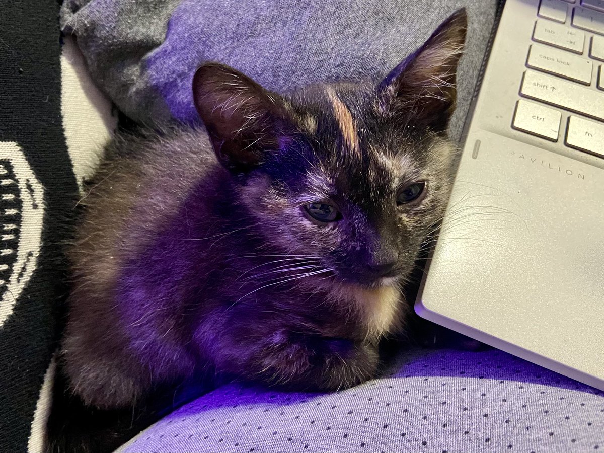gothmarrow's tweet photo. deeply obsessed with kiwi’s polite little paws https://t.co/giBTIoaQf5