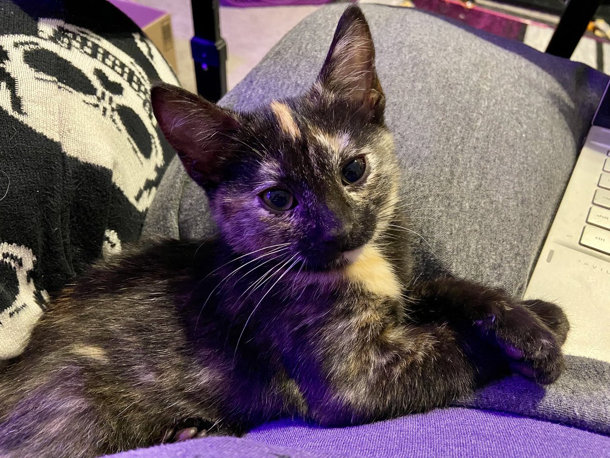 gothmarrow's tweet photo. deeply obsessed with kiwi’s polite little paws https://t.co/giBTIoaQf5