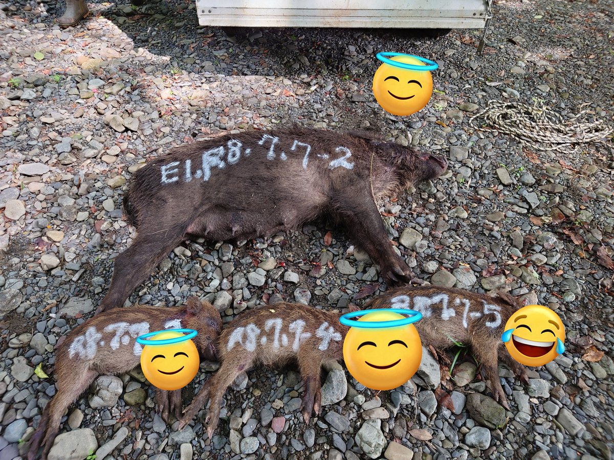 2324SORI's tweet photo. 有害鳥獣駆除
畑や石垣　工事の様に荒らしたイノシシ親子捕獲しました https://t.co/WSJQTgQ3QK