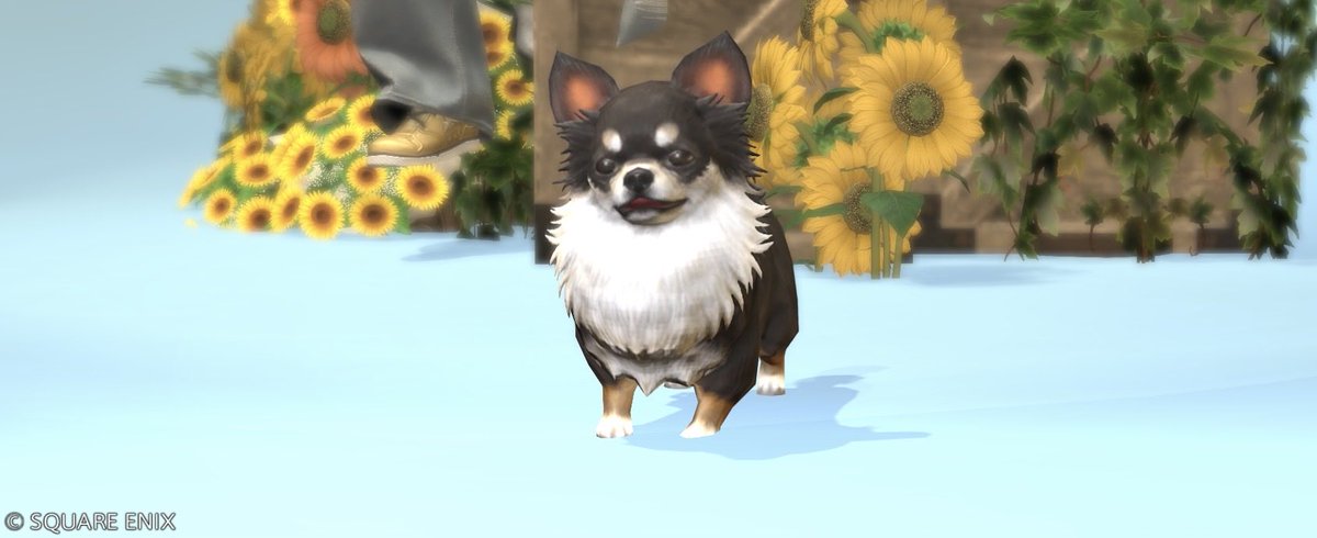 mimosaaa_FFXIV's tweet photo. お花の頭装備を自作したので
SS撮りにスタジオ行こうと鯖移動したら、偶然目の前にゆあさんが！！

一緒にファストSS撮影したよ🌻✨
急だったのにありがとうございました！

#FF14 #FFXIV #しゃとすたじお https://t.co/wWkRchw28c