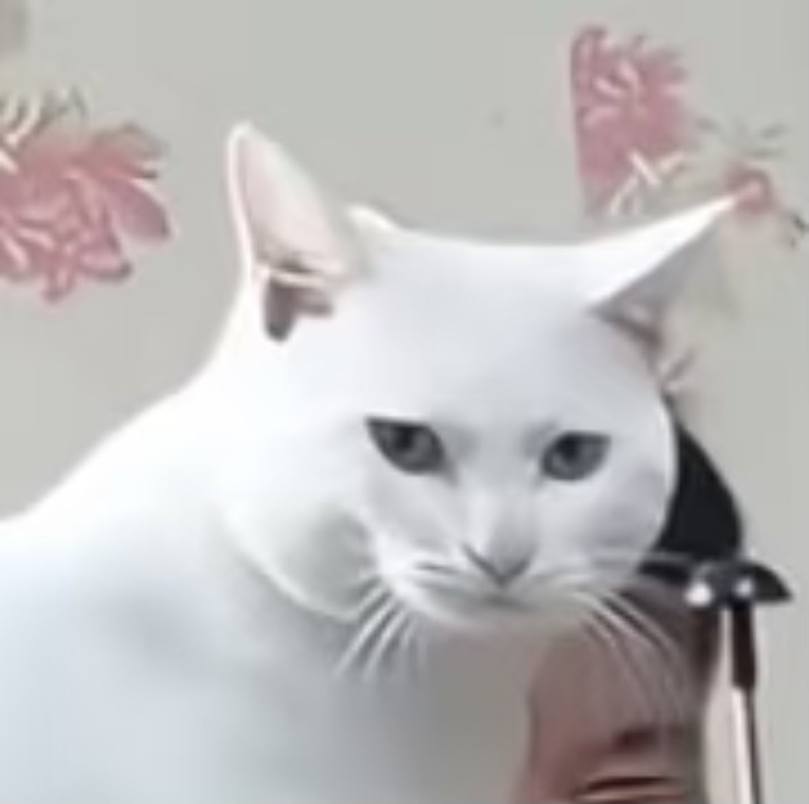 circleatday's tweet photo. Drop your favorite emoji and I'll try to guess your current vibe. Go! 👇

#GrowthTwitter #DailyVibes #catmeme #hellojuly #worldfoodsafetyday #emoji #Valko #trans #altıüstüistanbul #altıüstüistanbul #CatsOnX https://t.co/yUR1IAGIZo