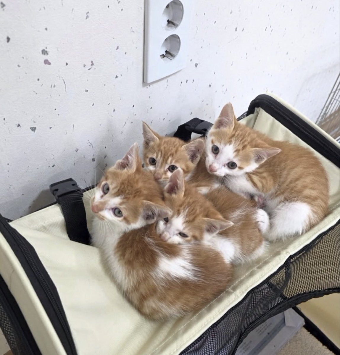 arongmarong's tweet photo. 템플스테이갔는데 이런 고양이 바구니에 담아서 주면 어떡할거야???
묘적사라는 곳에서 냥힐링 템플스테이가 가능하대 https://t.co/o2fl5u24f0