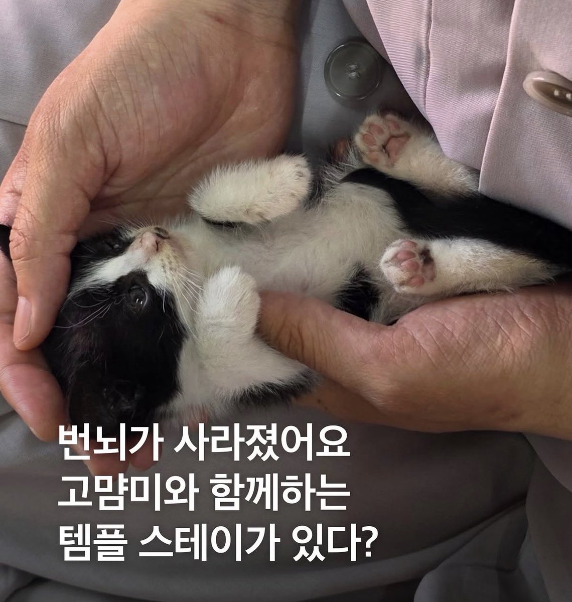arongmarong's tweet photo. 템플스테이갔는데 이런 고양이 바구니에 담아서 주면 어떡할거야???
묘적사라는 곳에서 냥힐링 템플스테이가 가능하대 https://t.co/o2fl5u24f0