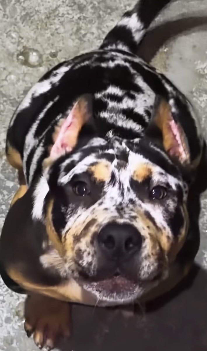 UKDobermans's tweet photo. @Big_Blacks For sale. Only one of his kind in the world currently. Please feel free to DM https://t.co/7LbJLXRGHF