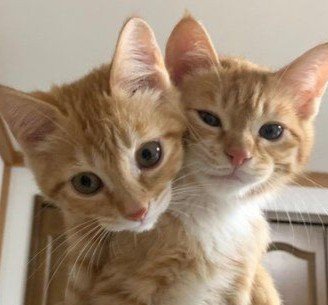 idnkitty's tweet photo. meow meow meow :3 https://t.co/uHWBx2V9it