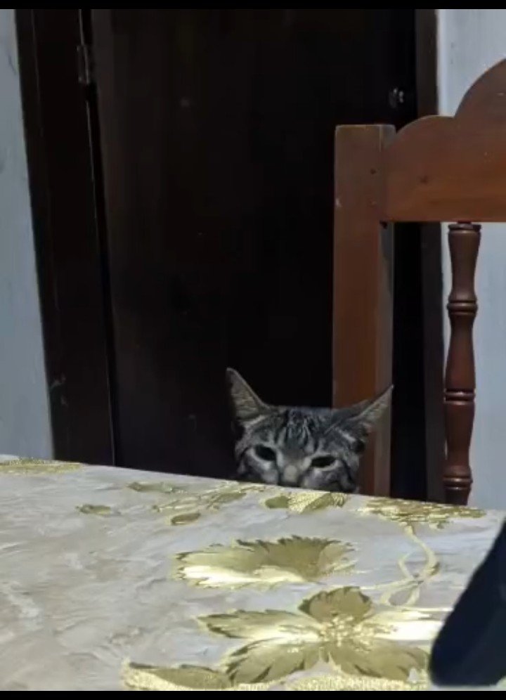 Abredu18's tweet photo. El gato mirado que se puede llevar 😏 para un meme quedo. https://t.co/t2tTQxp9D8