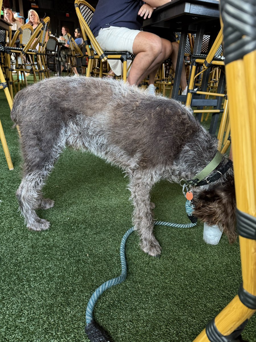 OxfordPolice's tweet photo. 🐾 Lost Dog Alert 🐾

Lost dog named Murphy possibly in the South 18th Street area. If you spot him, please call the owner at 662-927-1990. Thanks for keeping an eye out for our four legged neighbors. https://t.co/8Mvm3haxqv