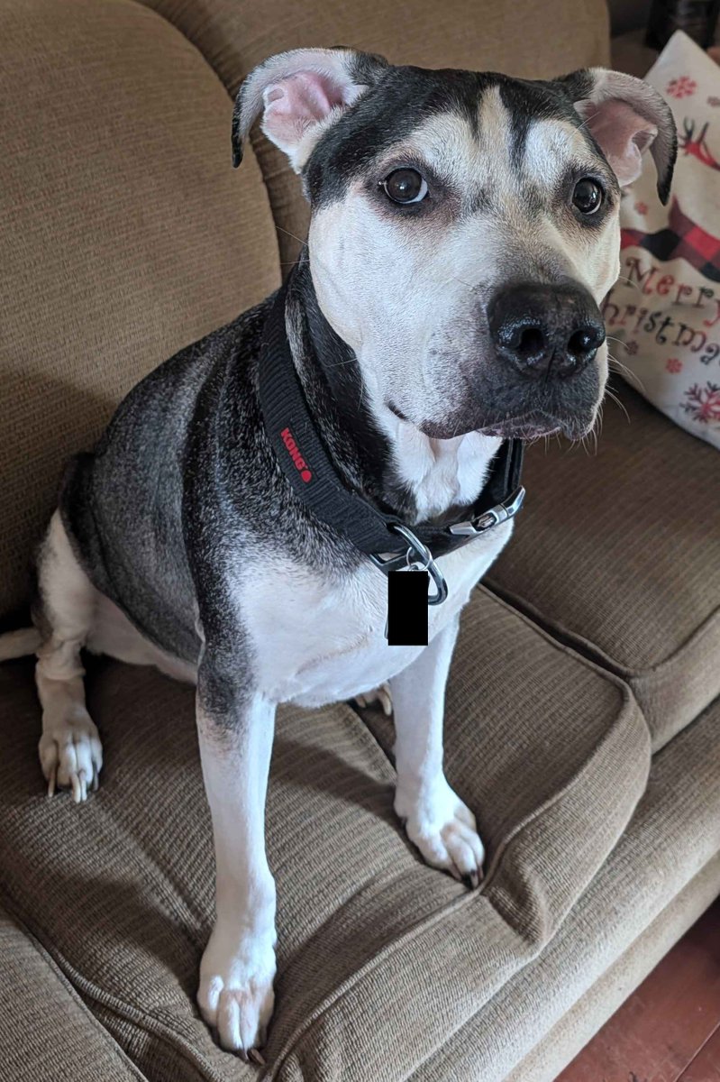 CelestiaIHeart's tweet photo. Rest In Peace my best friend. Taken too soon by liver cancer, we didn't even know you were suffering because it doesn't show soon enough in dogs. I rescued you, and you saved me just as much bud.  

Please, pet your dogs for me. https://t.co/qDTOImlH9R