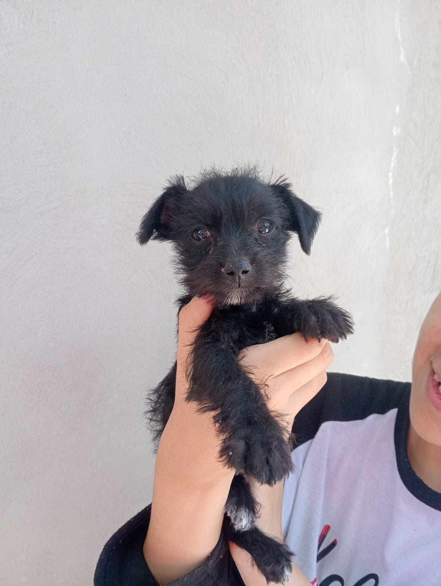 TlalpanVecinos's tweet photo. En adopción 🐶
Cualquier información al número 5971142402 https://t.co/zzA0ZktDn5