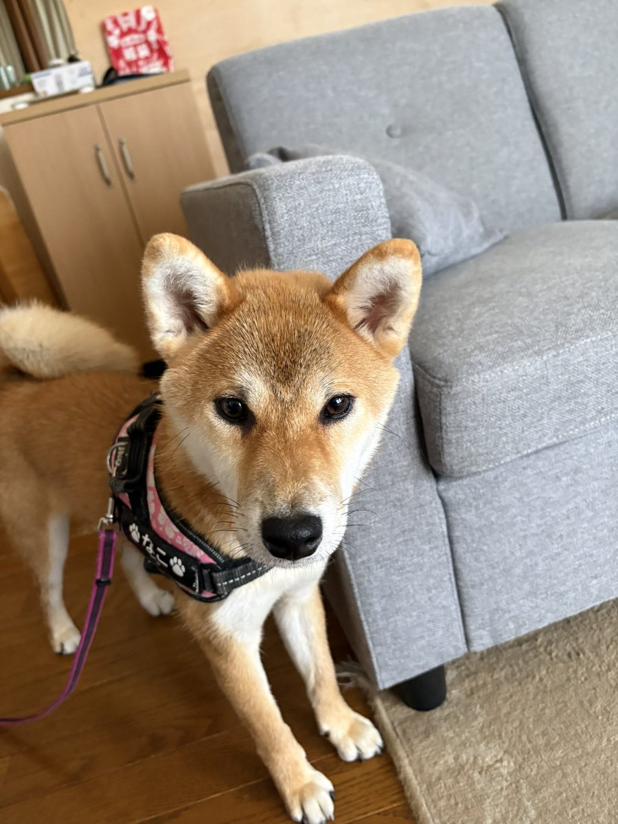 kotaroo0301's tweet photo. おしっこはまだ散歩まで我慢できない今月1歳のなこ😓
そんなもんなのかな？ https://t.co/dVgnodJCrZ