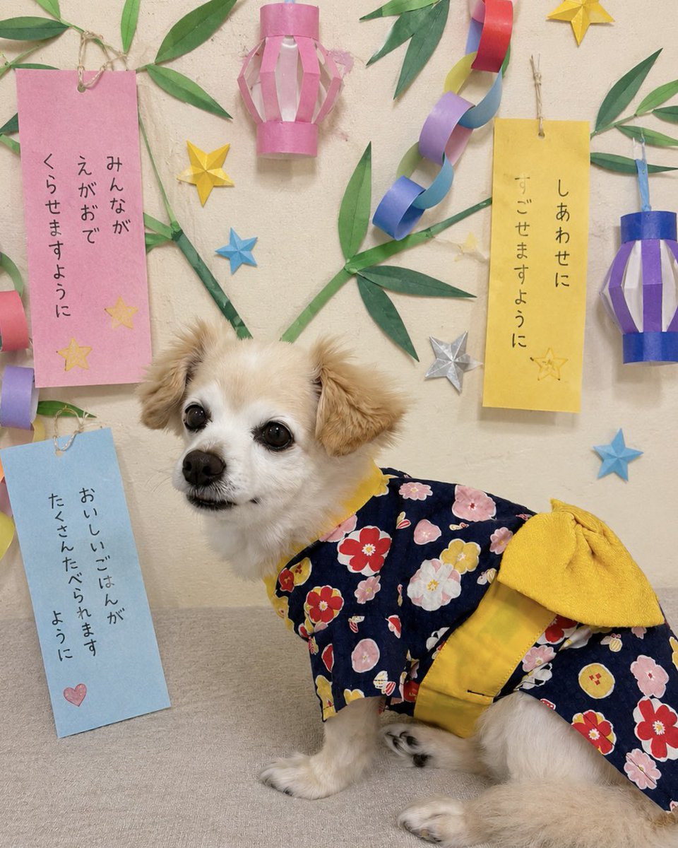 rea0630's tweet photo. 7月7日七夕の日です🎋✨⭐️

レアちゃんの浴衣👘は
親戚の方が作って下さった
世界に１つだけの浴衣👘です💗
珍しい柄がまたかわいいです🐶 https://t.co/6NMetJDbXI