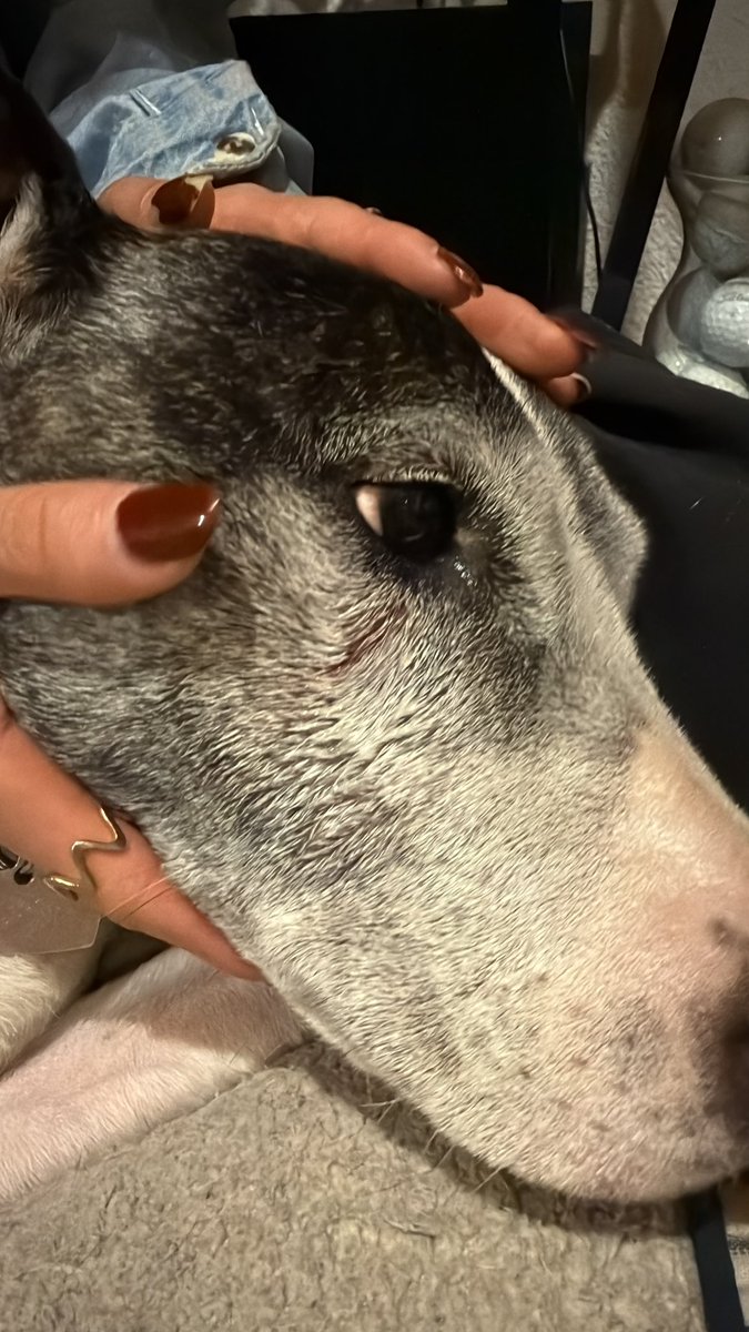 Pederzini's tweet photo. Gente !!! Lleven a sus perros con correa al parque… el decir es muy tranquilo
O no hace nada no es suficiente!!! Carajo !! Vean un perr@ mordió a mi la mía .. y me dicen es muy tranquila !! @LaNapolesCdMx https://t.co/9pUKoEhjEj