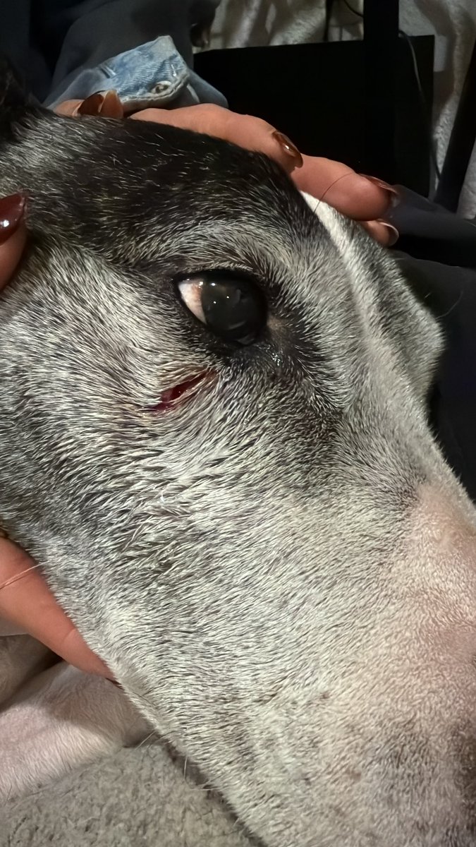 Pederzini's tweet photo. Gente !!! Lleven a sus perros con correa al parque… el decir es muy tranquilo
O no hace nada no es suficiente!!! Carajo !! Vean un perr@ mordió a mi la mía .. y me dicen es muy tranquila !! @LaNapolesCdMx https://t.co/9pUKoEhjEj