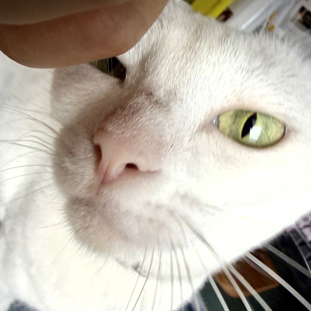 __Oktavia's tweet photo. 撫猫。 https://t.co/zd17avP9H9